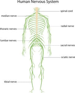 Nerve Pain | Spine, Body & Health